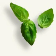Fresh basil leaves ingredient